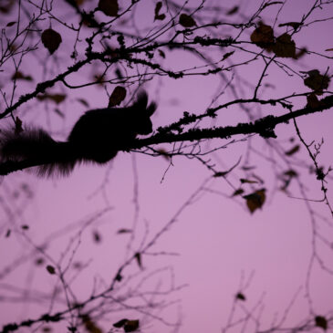 Chasing Purple Squirrels: Does Your Ideal Job Candidate Even Exist?